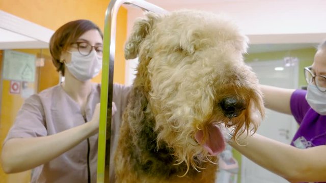 Pet grooming salon. Two women cleaning the fur and skin of airedale terrier dog. 4K