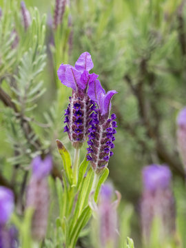 Lavandula stoechas. Lavande papillon ou lavande &agrave; toupet