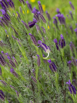 Lavandula stoechas. Lavande papillon ou lavande &agrave; toupet