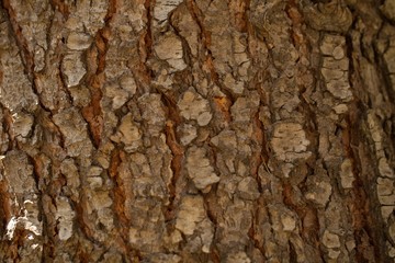 Tree Bark