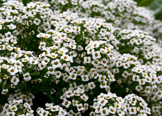 Sweet alyssum or Lobularia maritima white flowers with scent of honey.Alison blossoming in garden.Floral background.
Selective focus.