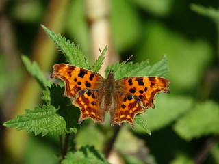 Comma butterfly (Polygonia c album)