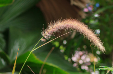 White grass flower