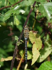 Migrant hawker dragonfly (Aeshna mixta)