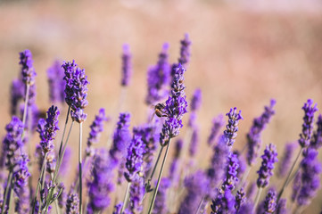 Lavendel mit Biene 3