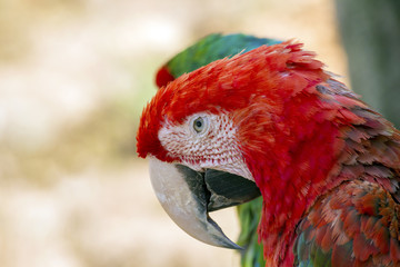 Green Winged Macaw Portrait