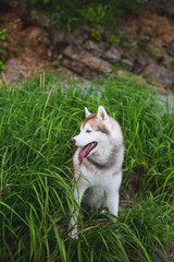 Profile Portrait of gorgeous Beige and white Siberian Husky dog sitting in the grass at the seaside
