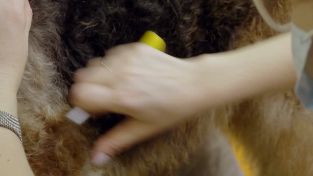 Pet grooming salon. Woman cleaning the fur and skin of airedale terrier dog. 4K