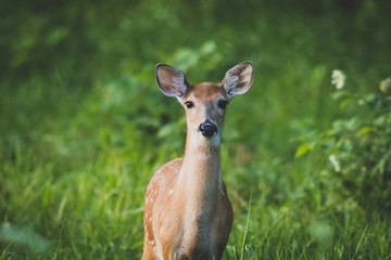 Fawn