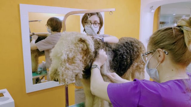 Pet grooming salon. Two women cleaning the fur and skin of airedale terrier dog. 4K