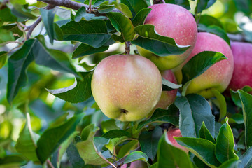 ripe apples on apple tree branch close-up