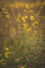 Flower Field