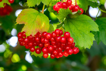 Red viburnum (viburnum opulus) closeup in the garden