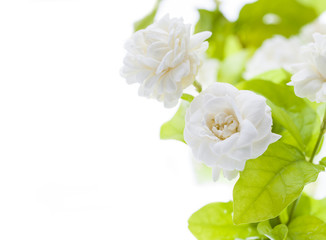 Fototapeta premium Beautiful jasmine flower on white background..