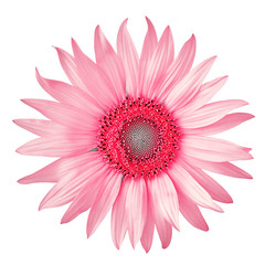 flower pink red sunflower, isolated on a white  background. Close-up. Element of design. Nature.