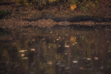 Fototapeta na wymiar autumn on the river, yellow leaves floating on water
