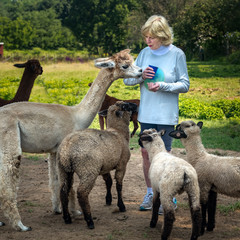 Senior woman feeding sheep and a llama on a farm © frank1crayon