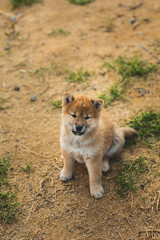 Fototapeta na wymiar Portrait of sweet red shiba inu puppy sitting outside on the ground and looking to the camera
