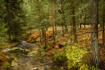 Autumn river landscape with brown ferns and pine trees