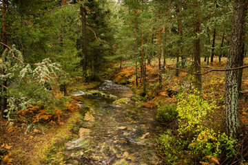 Autumn river landscape with pine trees and ferns