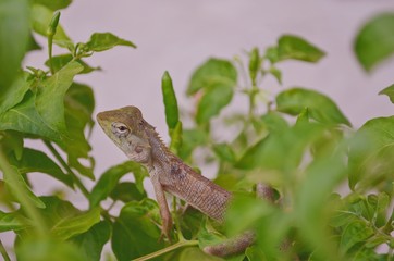 Chameleon on chili peppers