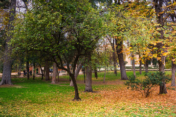 Colorful landscape about autumn and trees in a park