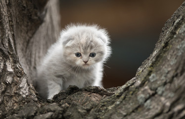 Naklejka na ściany i meble a little furry kitten on a tree