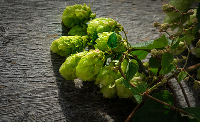 Green hop cones close up