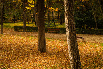 Tree trunk colored by the aftenoon light in autumn