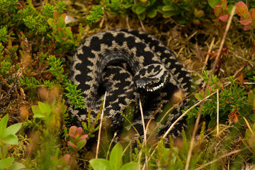 Curled viper