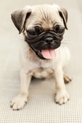 Obraz premium Portrait Of Sitting French Bulldog