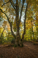 Fototapeta na wymiar Autumn forest in the sunshine