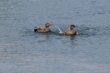 A pair of gadwall (Anas strepera) ducks splashing around on the water 