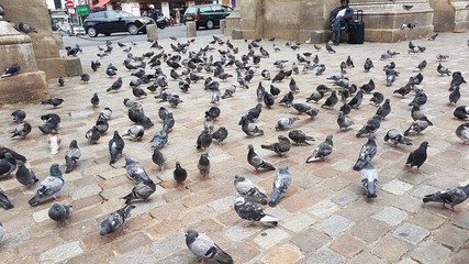 Birds in Ceuta