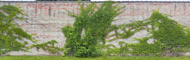 Schöne Ziegelfassade mit Weinlaub