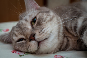 Scottish cat lying on the bed, close-up
