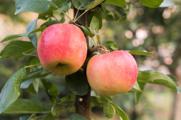 Rippe apples in the orchard