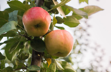 Blooming apple orchard field