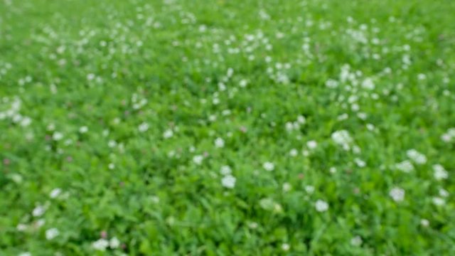 Abstract unsharp green meadow with white flowers moved from the wind
