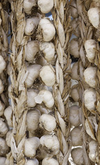 Lots of garlic in grocery store