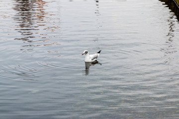 Bird in lake