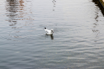 Bird in lake