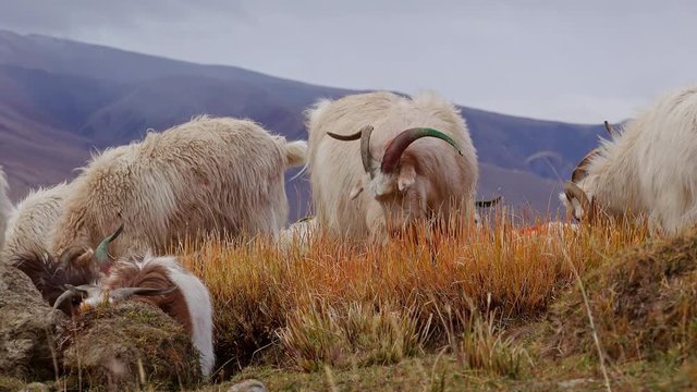 Herd of sheeps and Changthangi or Kashmir Pashmina goats eating herbs against beautiful Himalaya mountains near Tso Moriri lake. Gorgeous domestic animals grazing at Himalayan highlands. Ladakh, India