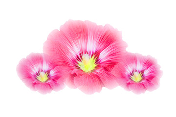 Obraz na płótnie Canvas pink Hollyhocks flowers isolated on white background.(Soft focus ) with clipping path