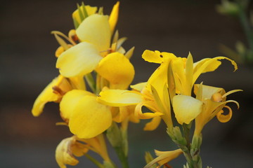 Yellow flower petals