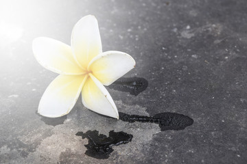Lonely plumeria on grunge concrete floor