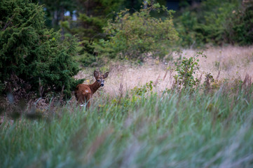 Roe deer