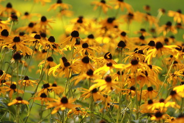 Black eyed susan