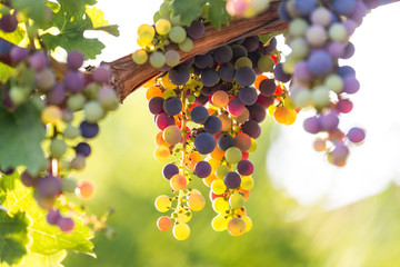 colorful wine grapes in a vineyard