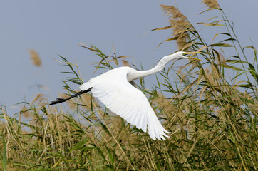 Grande Aigrette,.Ardea alba, Great Egret